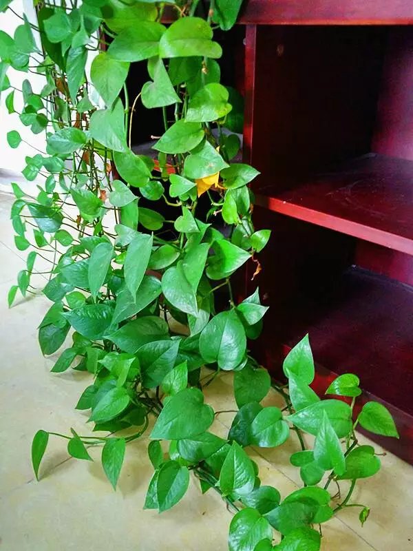 飞羽竹芋是（40款超治愈的家居绿植介绍）