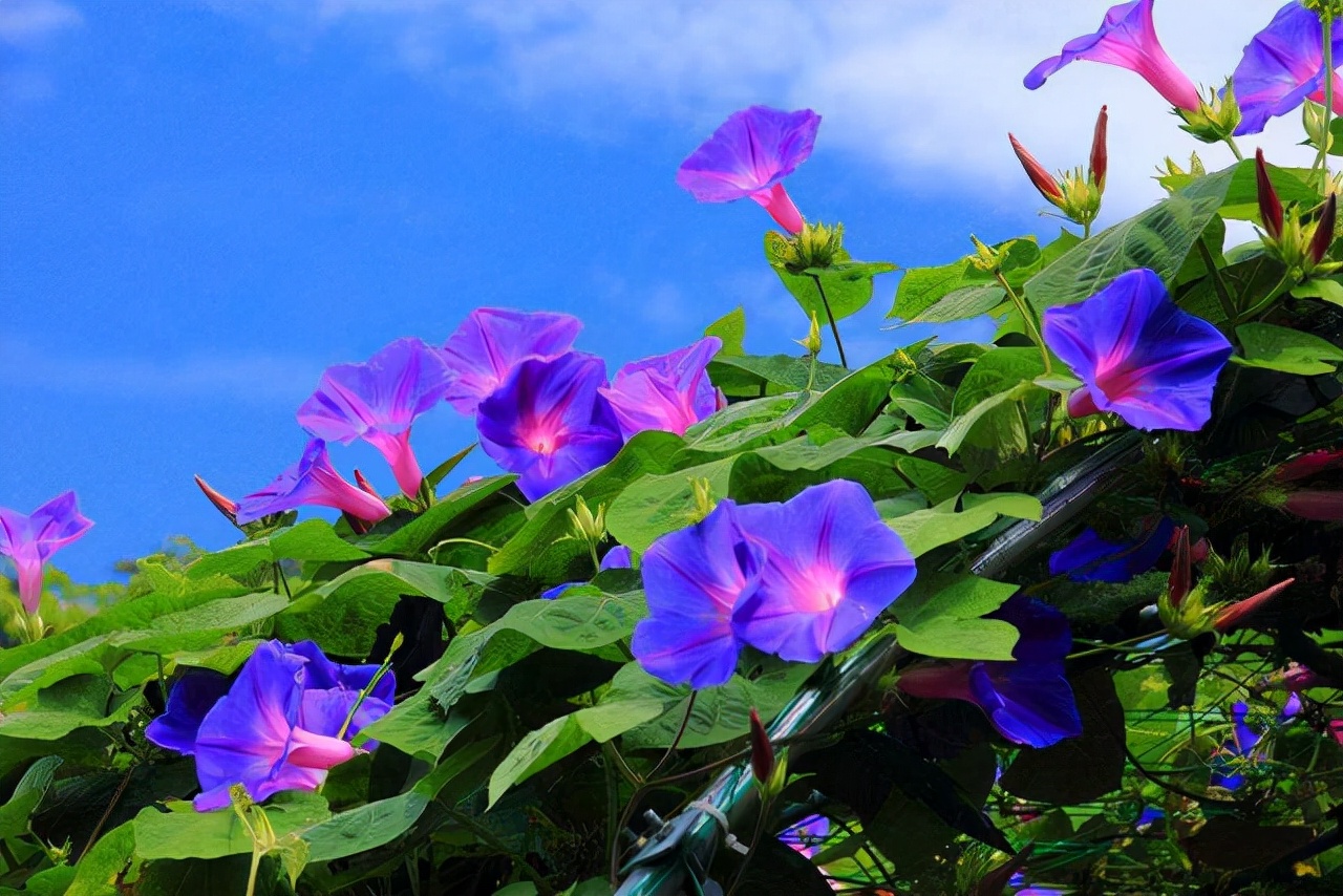 “紫藤挂云木，花蔓宜阳春”，藤蔓之美，美到心醉，网友：迷上了