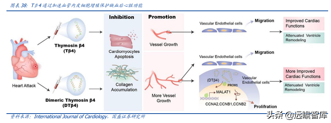 基因治疗大时代，诺思兰德：一马当先，50亿级别重磅单品价值低估