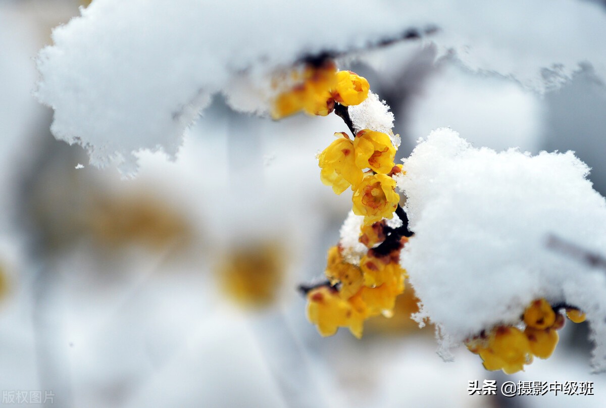 怎么拍雪景？一共5个摄影技巧，相机参数一定先设置好