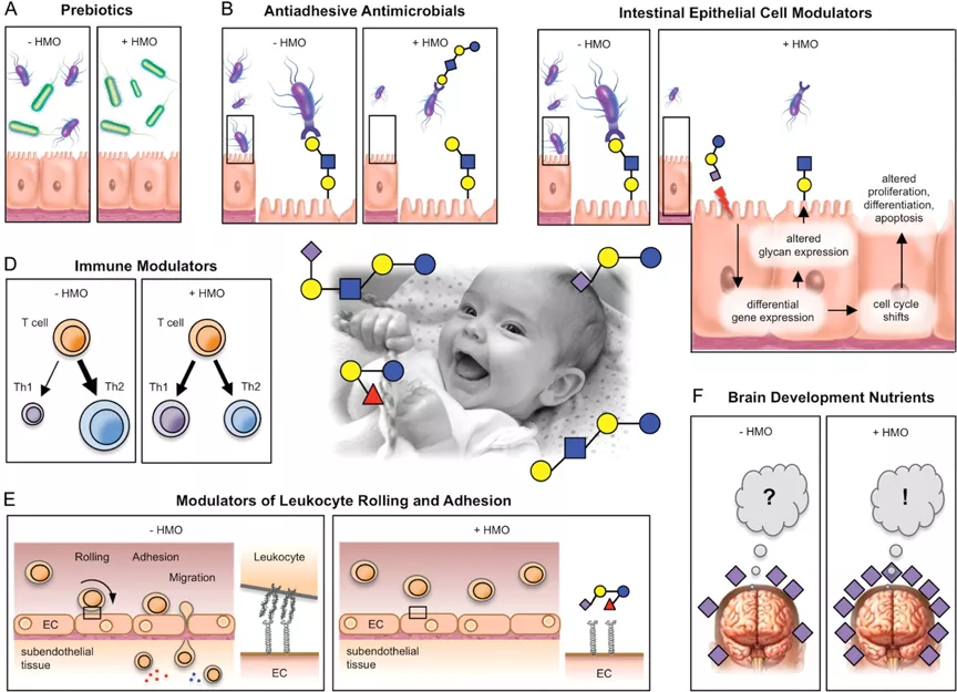 亿元市场里的新功能博弈:母乳低聚糖何日走向大众