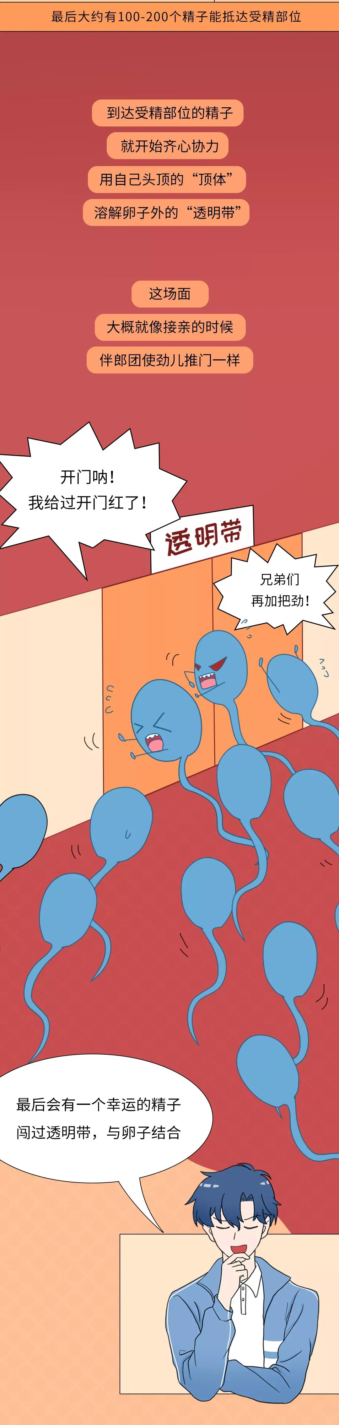 被男生憋回去的小蝌蚪都去哪儿了？