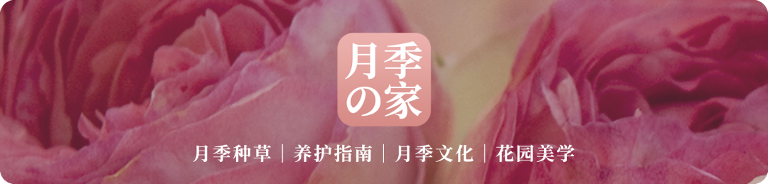 月季文化 京成玫瑰园 天天看点