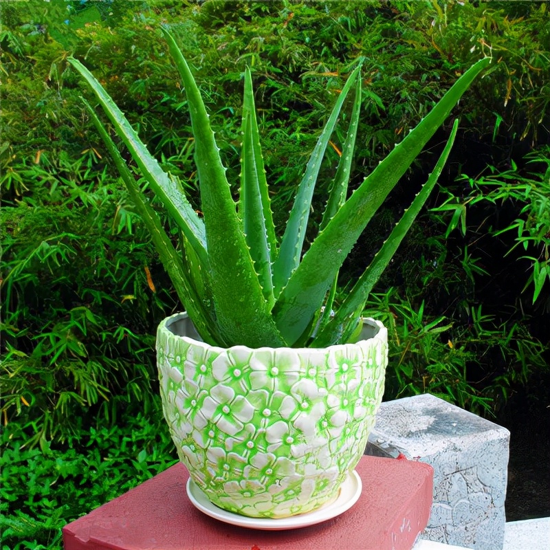 养盆大芦荟,就像"小药箱",掰个叶子抹抹脸,又白又漂亮