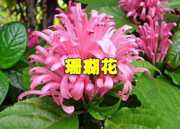 水仙子 珊瑚花 天天看點