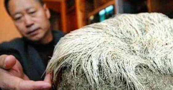 1987年，辽宁男子花1.8万买下一块长满白发的石头，半年后长了2cm