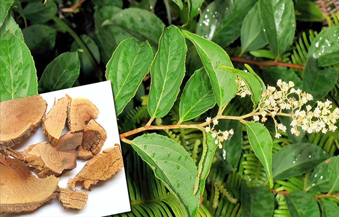 名字很霸气,毒性也很强,根茎叶和花都有毒,有些地方,也称它为"山砒霜"