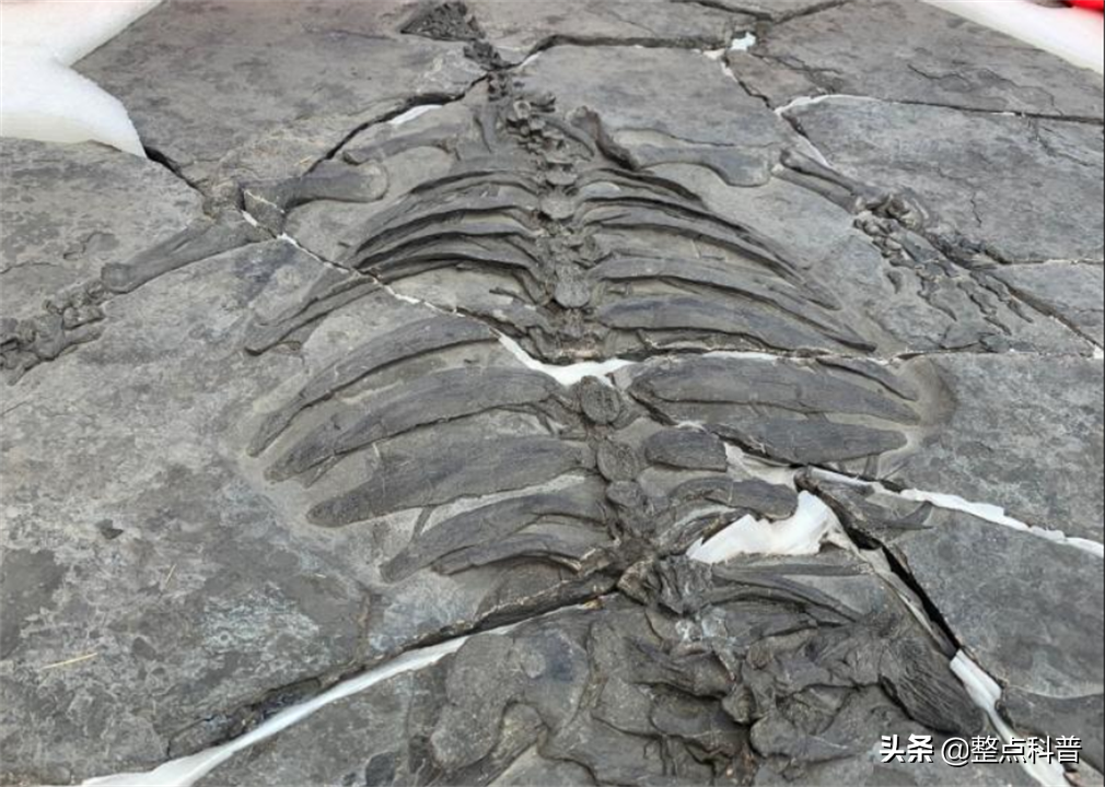 进化论的终极bug：乌龟，如何成为科学家们的“噩梦”？