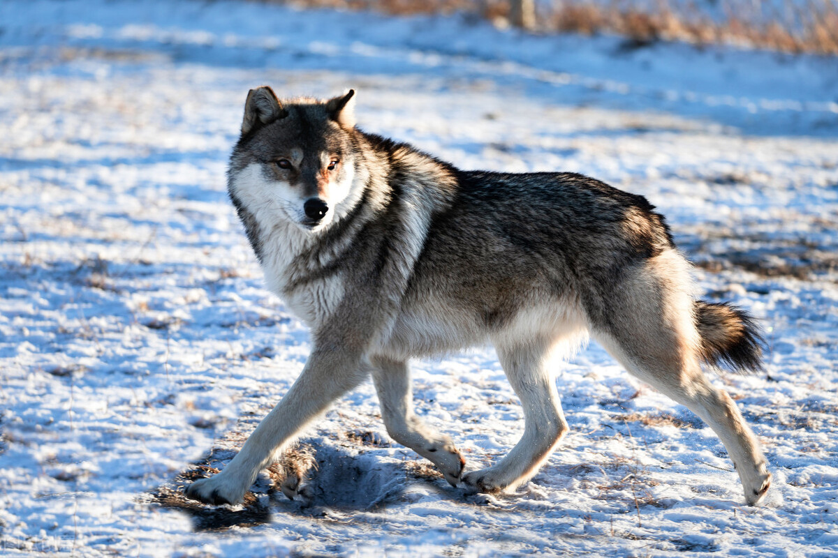 1979年,西藏运输老兵亲历狼群,把车上的肉喂狼,被困时狼群相助