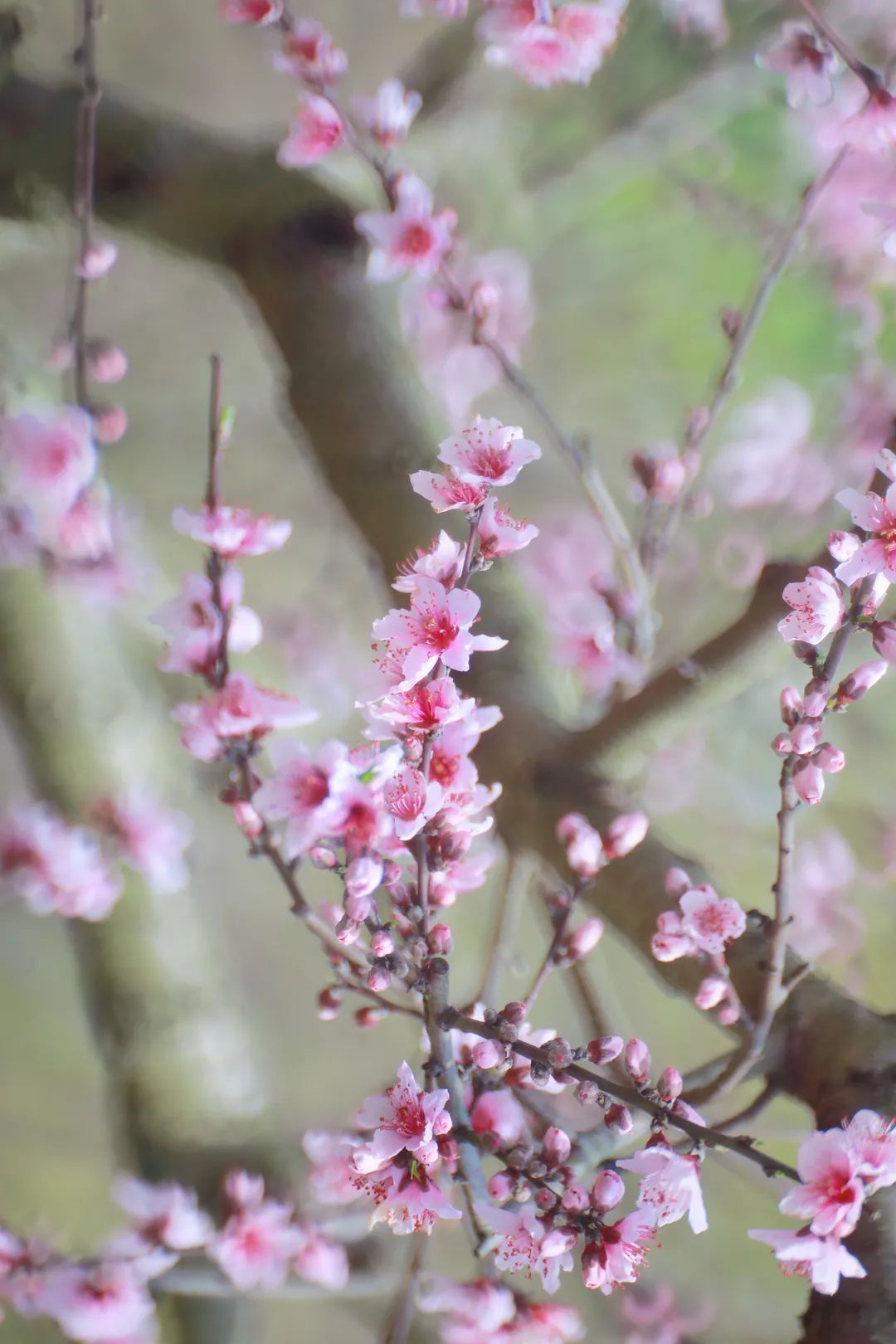 陌上花开春正美，跟着赏花地图“趣”打卡！