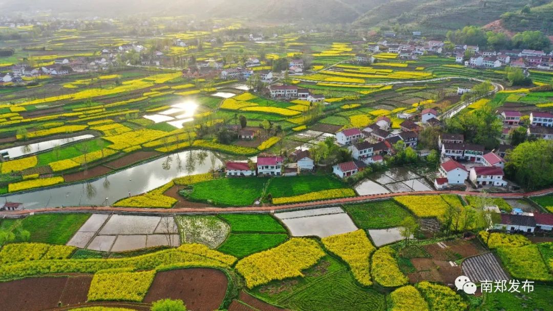 汉中市南郑区：金色花海惹人醉