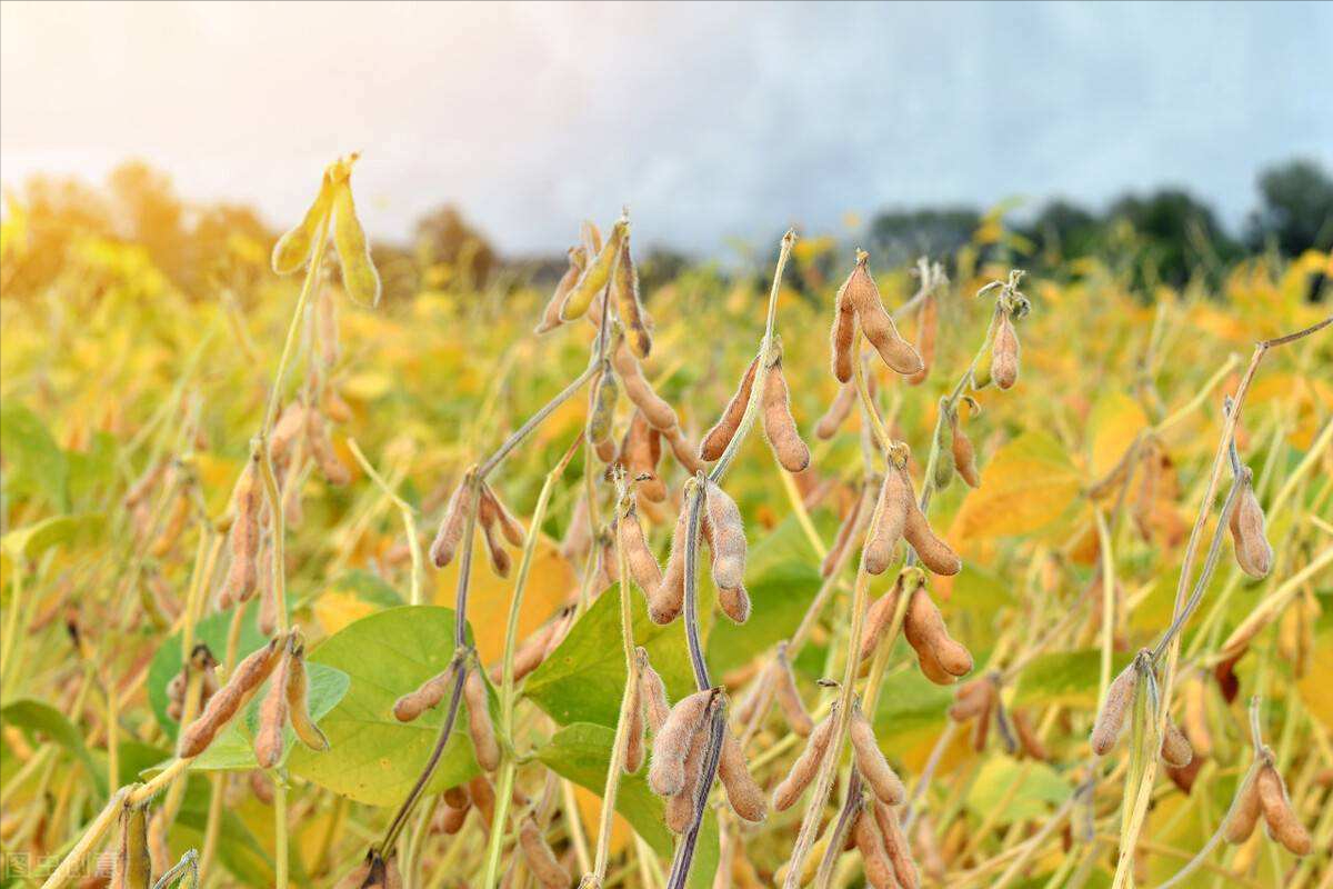 十二種豆類植物