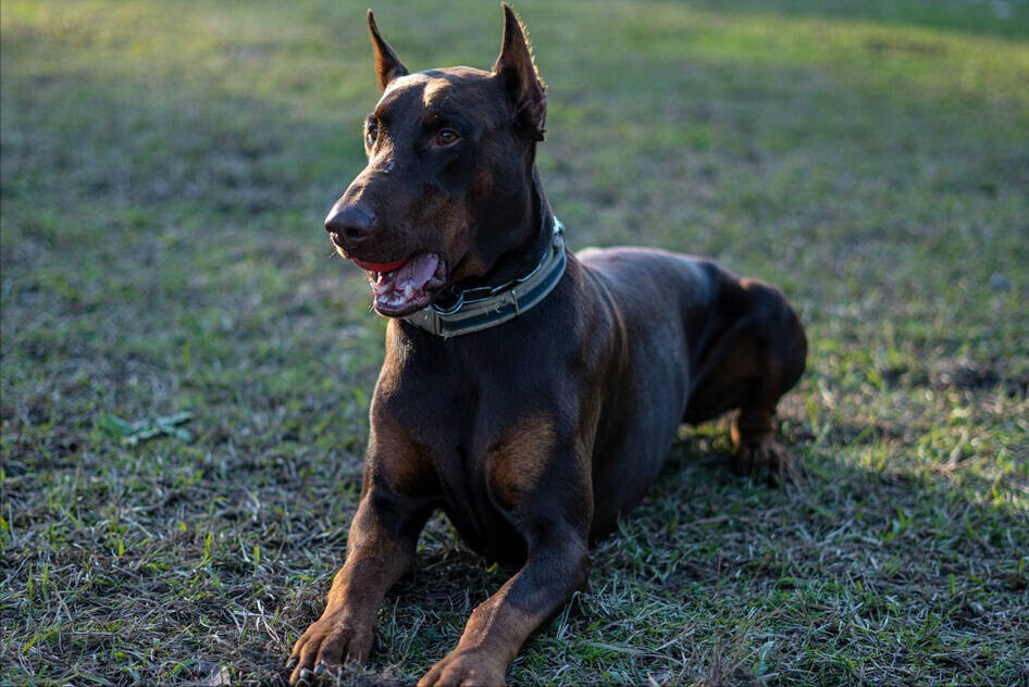 危險指數:☆☆☆☆杜賓犬有兇猛的一面,也有溫柔的一面,只是看針對誰