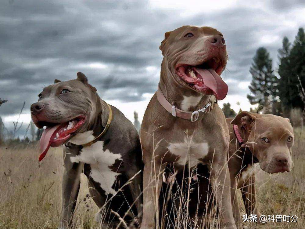 世界上兇猛的十種狗，日本土佐犬上榜，藏獒排名第二