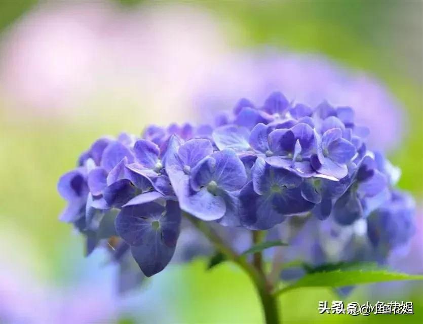 康乃馨的花语（能送给母亲的花可不只有康乃馨）