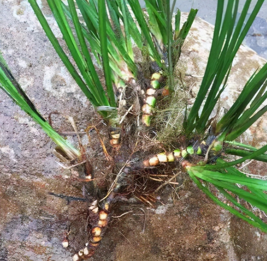 石菖蒲:长在河边岩石上,酷似野生韭菜,山区农民常采挖,有价值