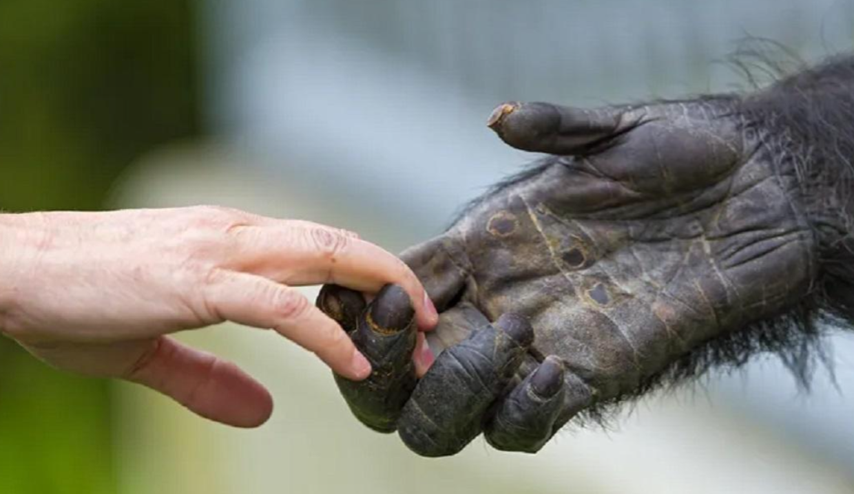 人类和大猩猩有生殖隔离,科学界,又是怎么发现的?