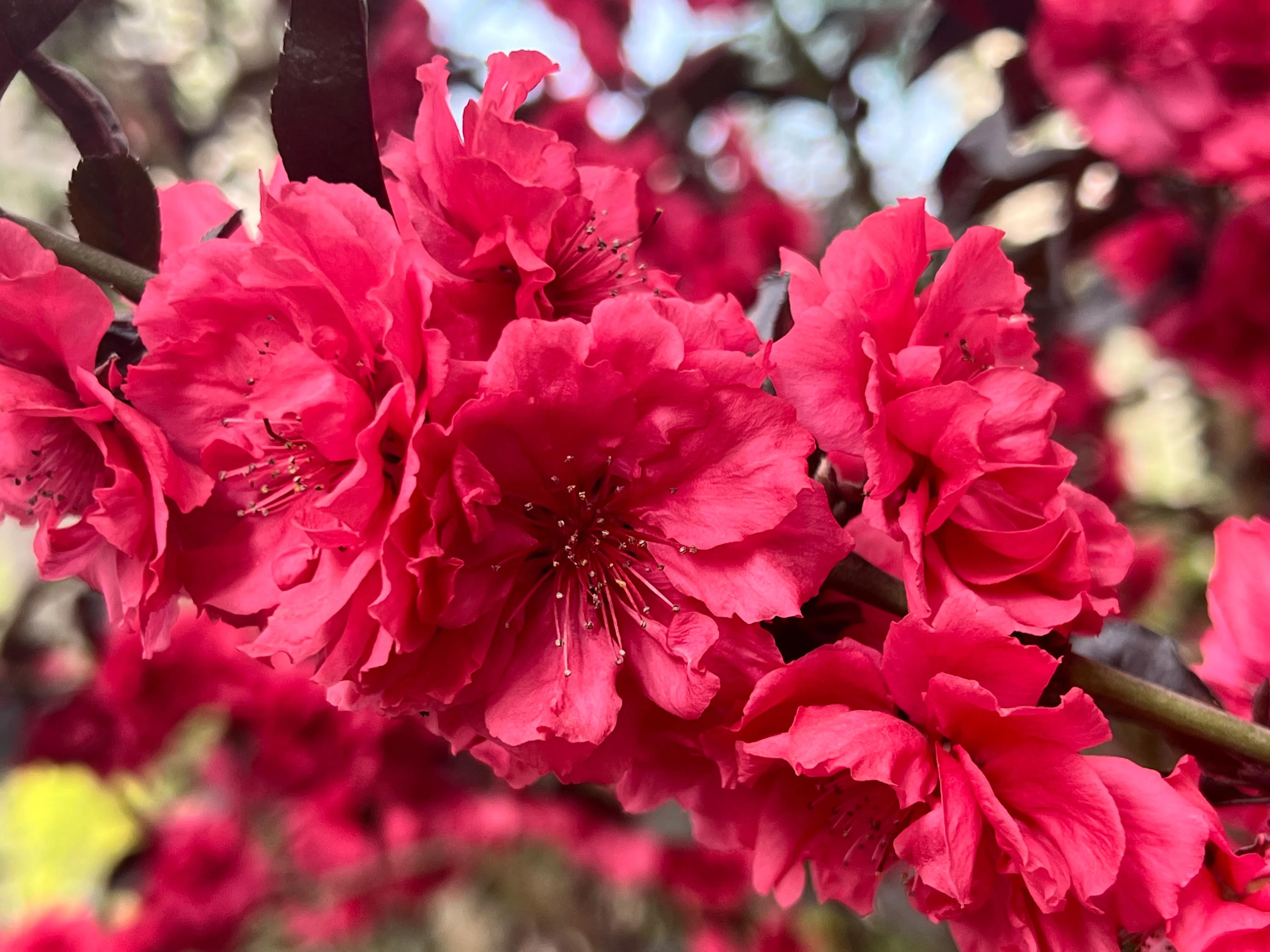 繁花似锦春常在，花红柳绿四月天，吹面不寒杨柳醉春风