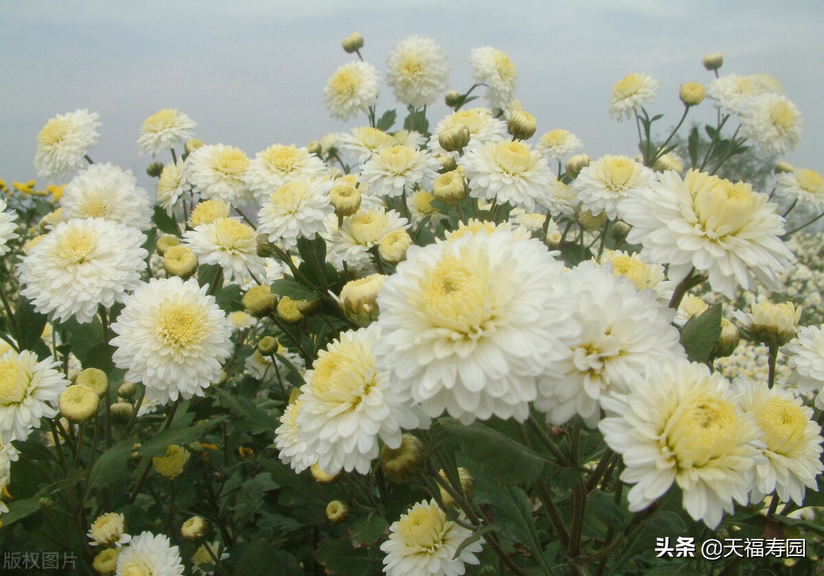 白菊花代表什么意思 菊花的花语和寓意 - 汽车时代网
