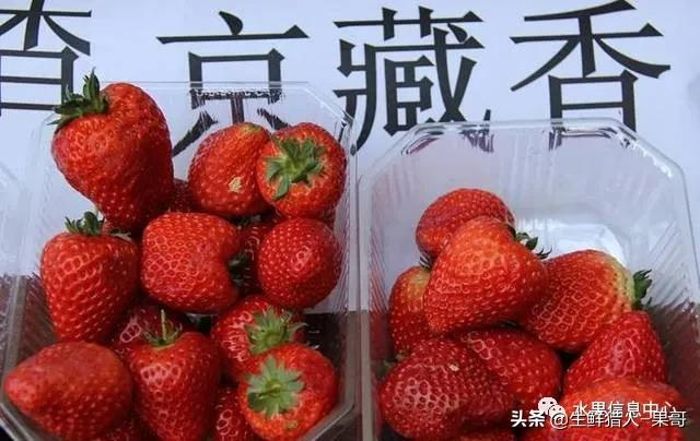 越秀草莓图片（中国草莓主要产地分布及品种介绍）