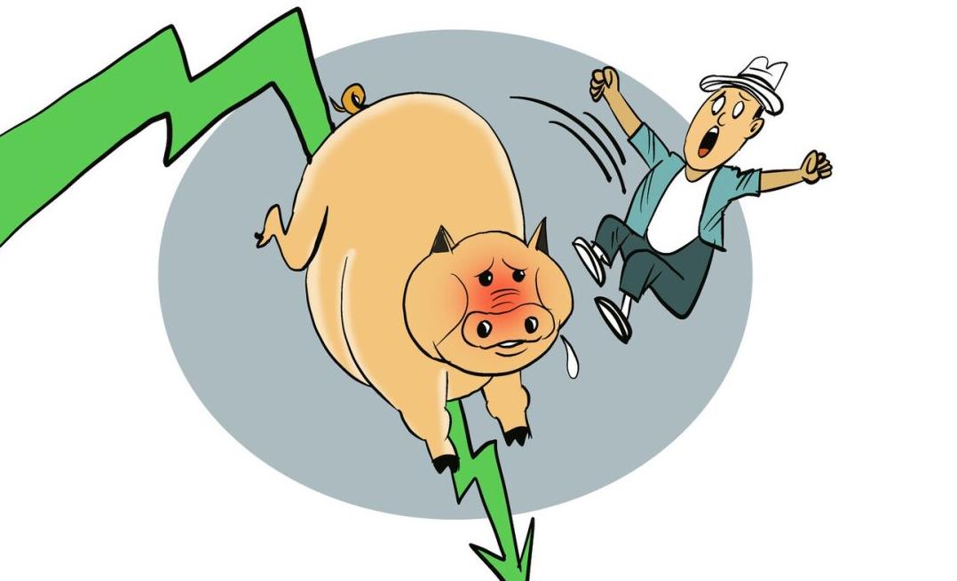 2月16日仔猪价格：猪价下跌，仔猪价格震荡，下半年才能熬出头？