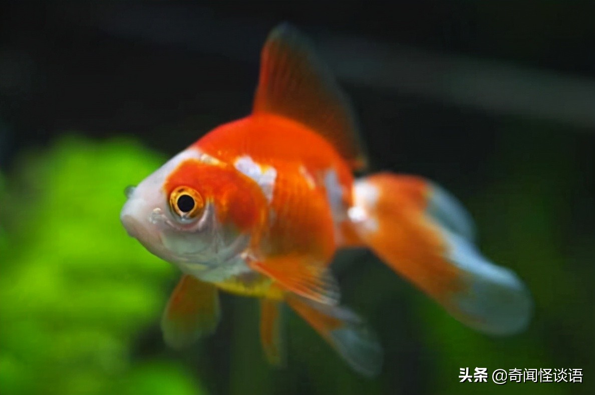 十大养不死的观赏鱼冷水鱼 中国斗鱼上榜，第三已有1700多年历史