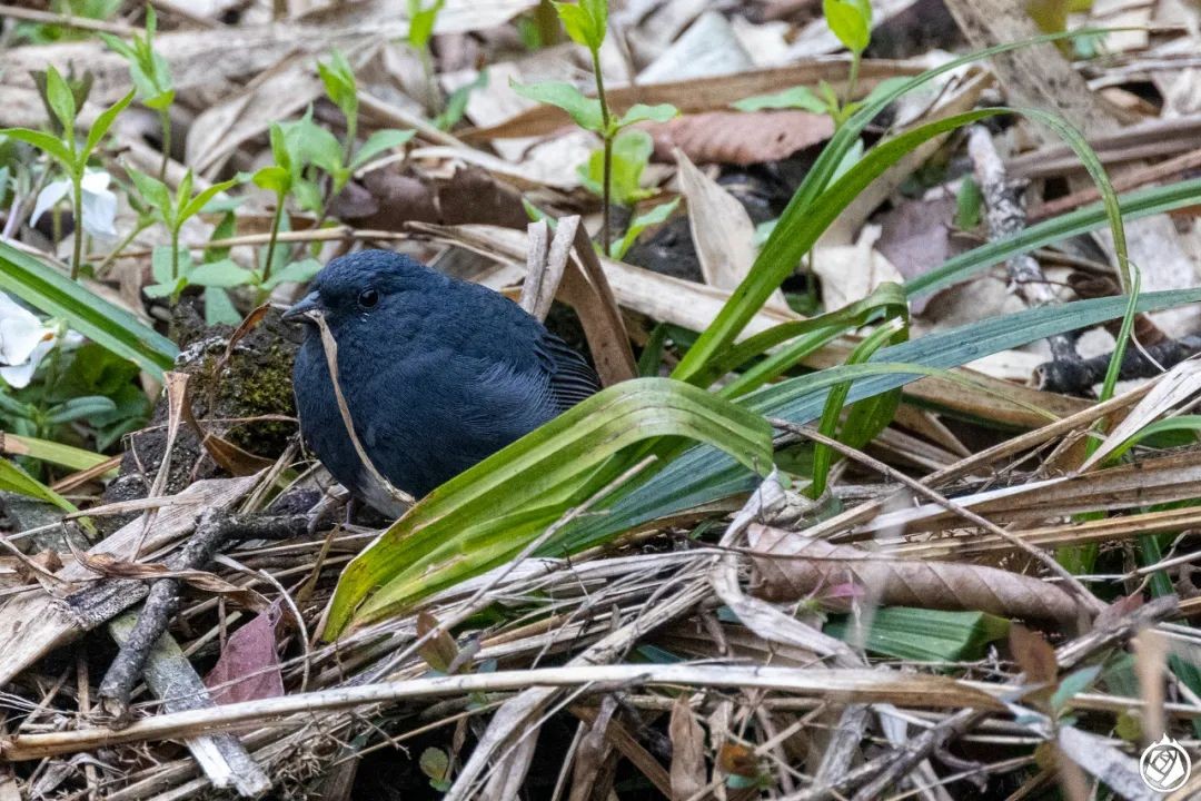 什么！我刚下山他们就拍到了黔金丝猴