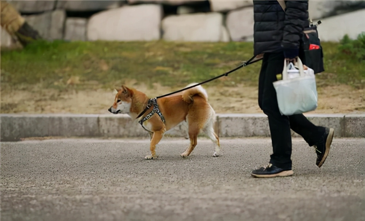 遇到恶犬咬人，打它这里，一击见效