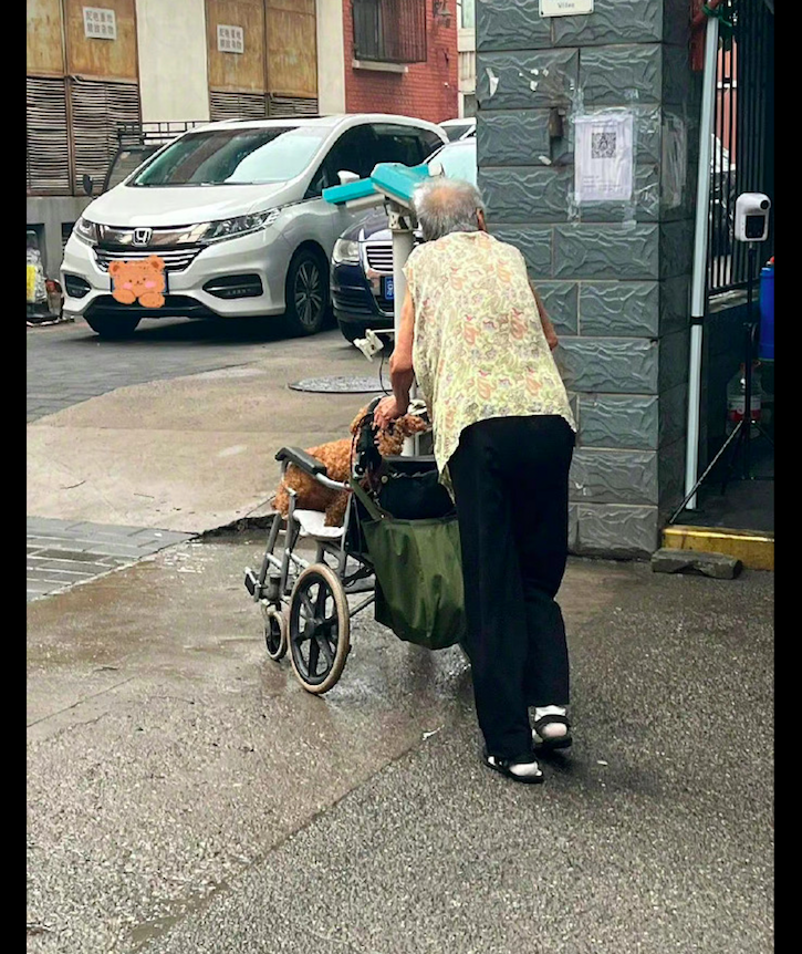 刚下过雨老奶奶心疼小狗，把它放在自己的轮椅上推着走，好暖心