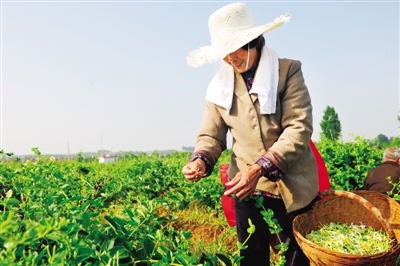 传承弘扬仲景文化 建设中医药新高地——南阳市打造“两地一都”行动方案解读