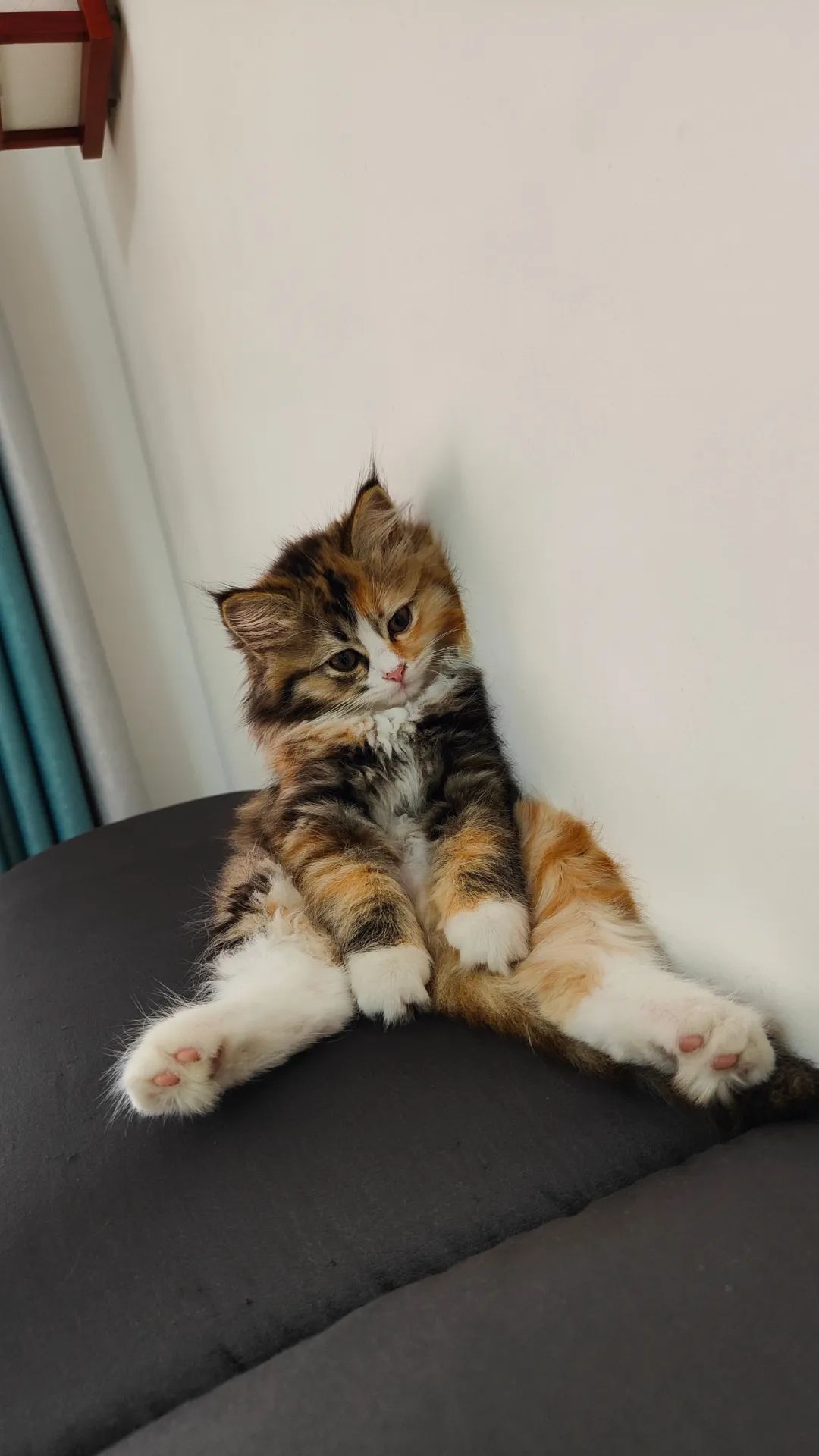 超稀有的三花公猫到底长啥样?这回我终于见到了.