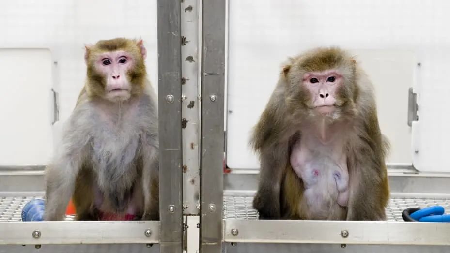 马斯克公司回应残忍虐猴，动物实验什么时候是个头？