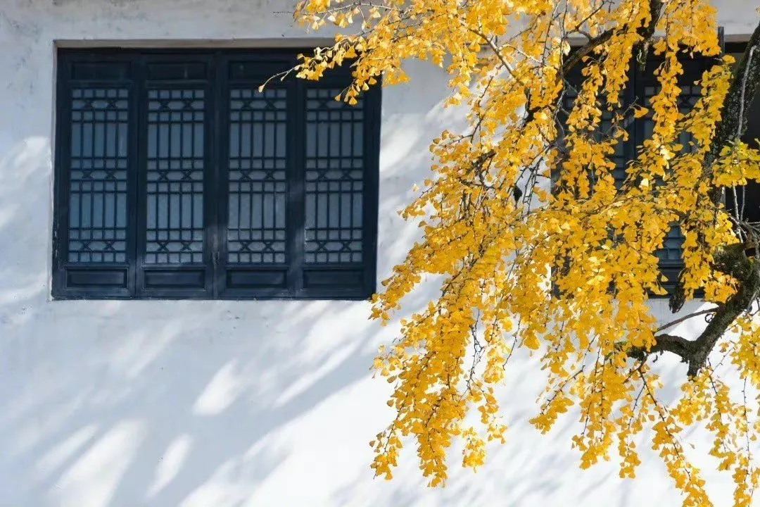 中国四大经典戏剧中流传千古的佳句：情不知所起，一往而深