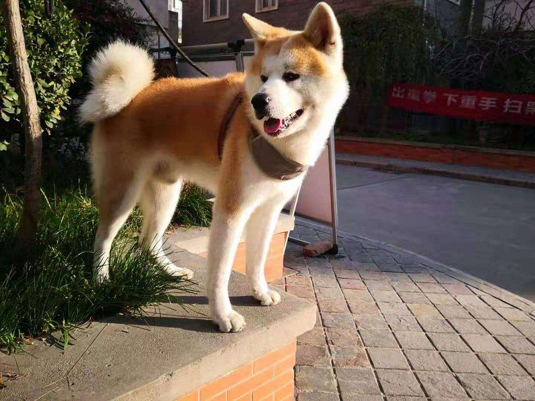 饲养秋田犬的"关键五步",你做到了吗?