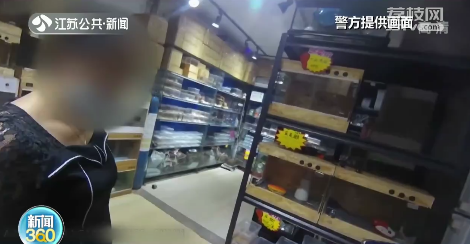 买一偷一！南京女子偷蜥蜴怕露馅 挑一只便宜的买单