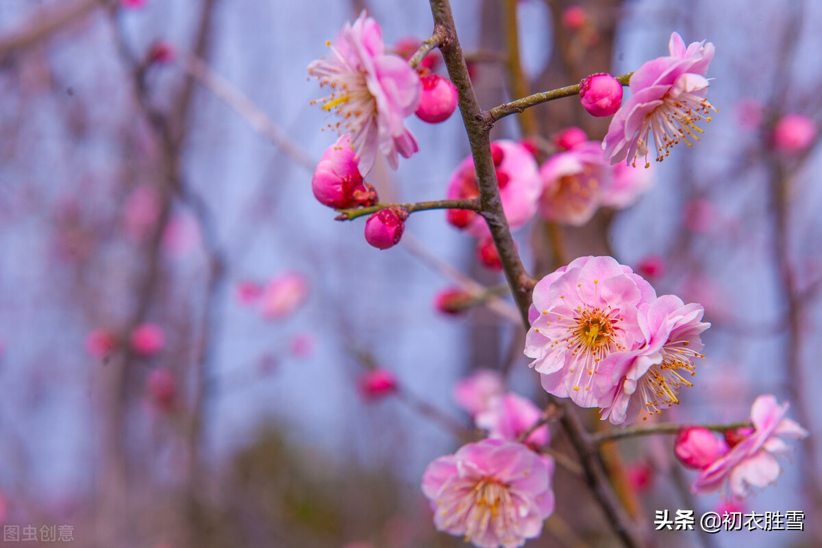 早春梅花美诗六首：开到梅花雪满轩，万花如玉月如银