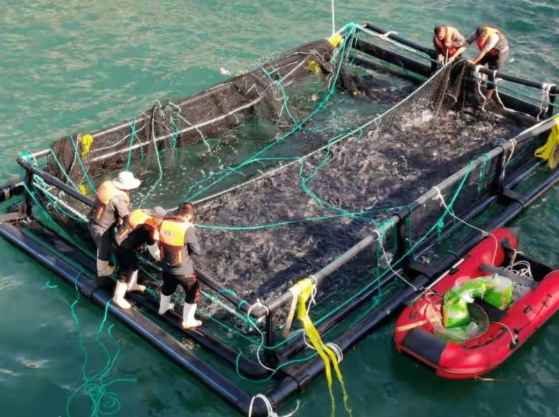 中国“最大的鱼塘”，收网获得了大丰收，一次养鱼1000吨鱼