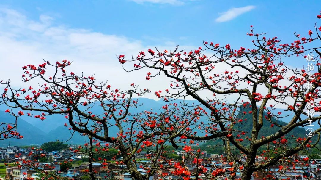 徐霞客在此住了54天，这里是四季花期永不过时的南宁“后花园”……