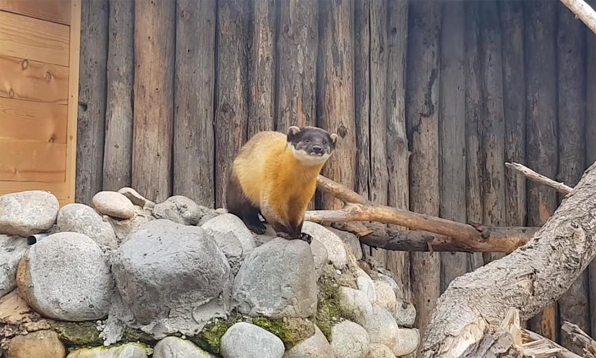 黄喉貂是不是黄鼠狼,黄喉貂的天敌是什么动物