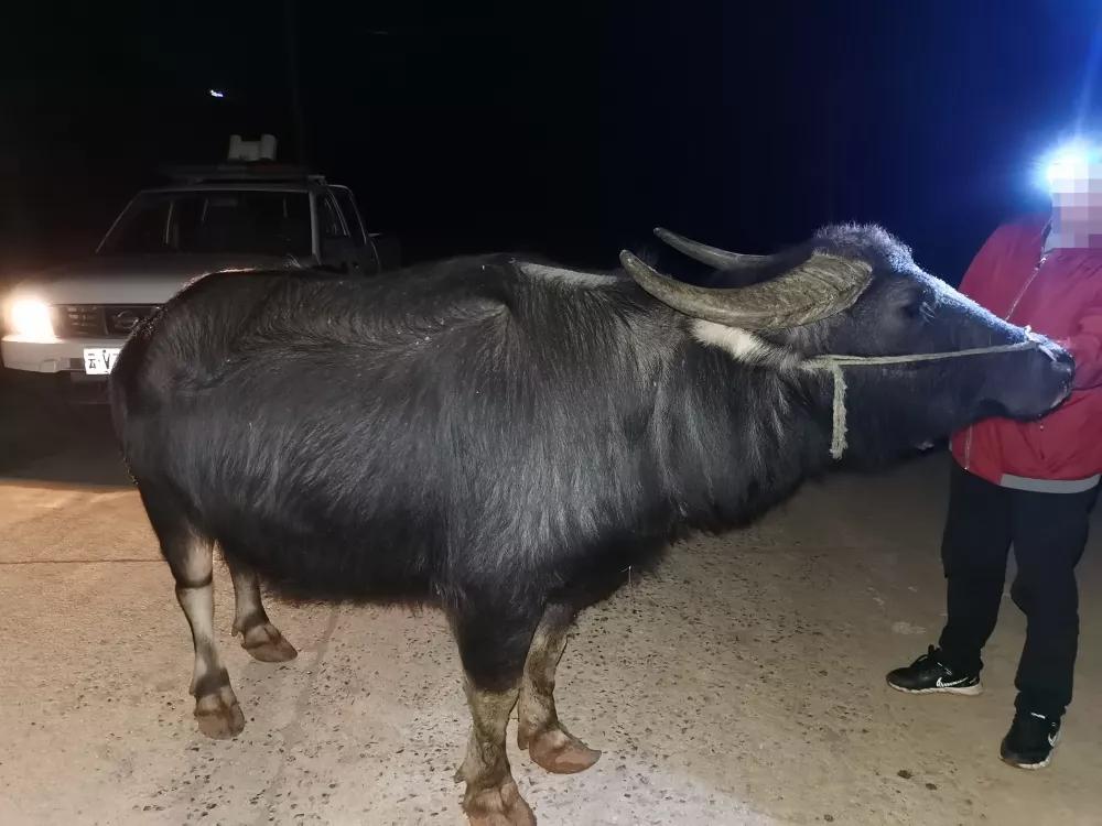 陆良一头耕牛夜间“出逃”，半路就被民警“截胡”了