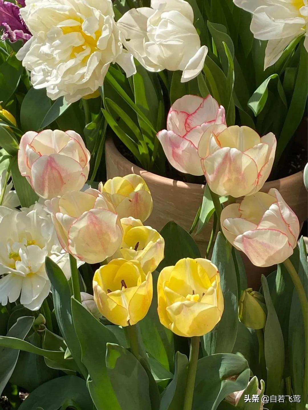 《朗读者》中董卿经典语录，每句都富含哲理