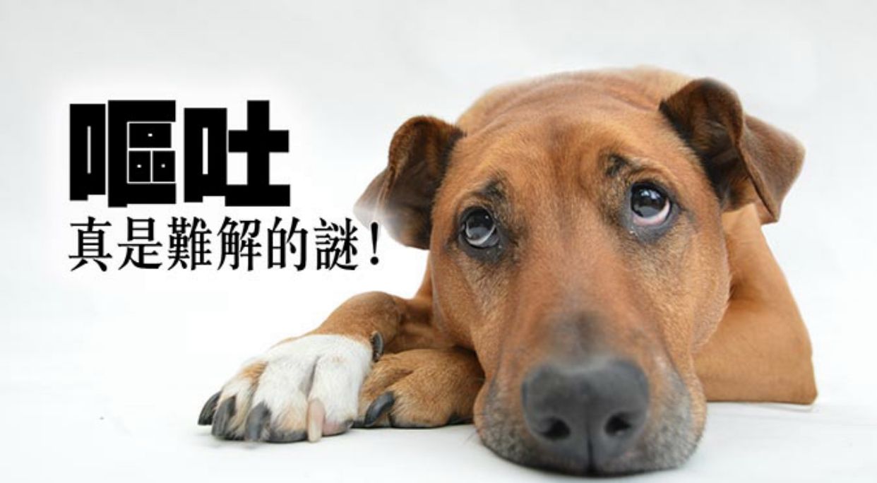 狗狗呕吐的常见原因及应对方法