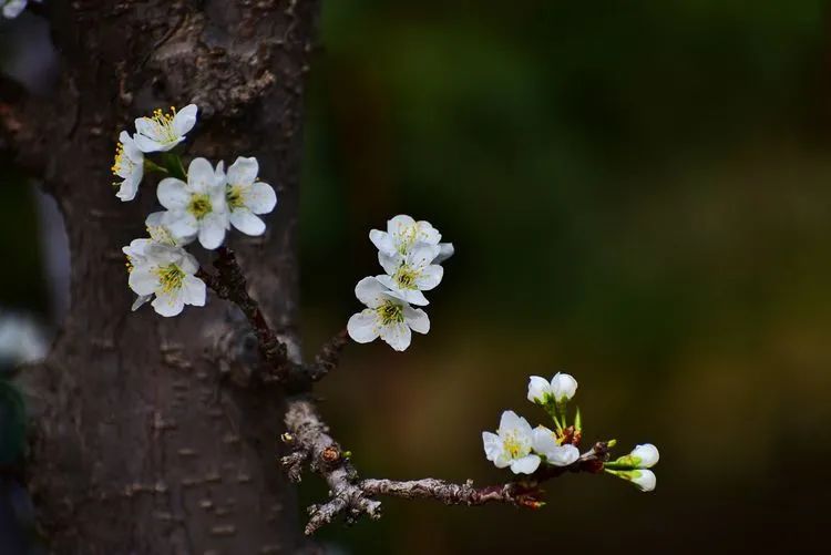 诗词鉴赏-李花浅白开自好，十首李花的诗词，如雪如诗，不可辜负