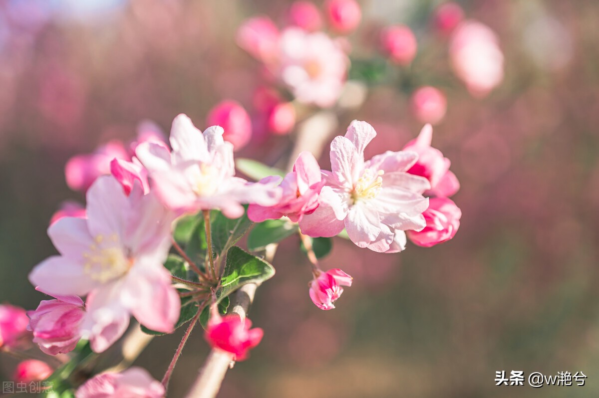 春天的颜色——红白黄紫绿