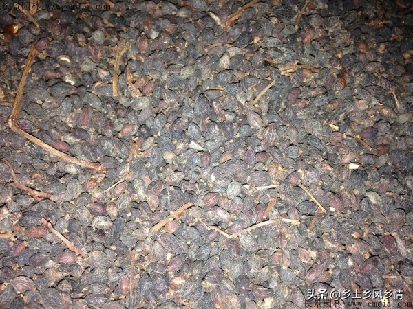 冬青树种子怎么种植（冬青树的种植方法和技术）