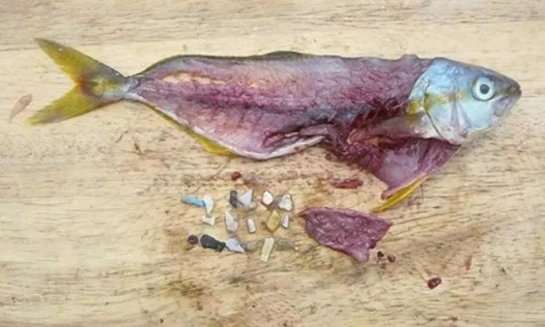 生态头条 | 人类纵的这把火，终于烧到自己身上