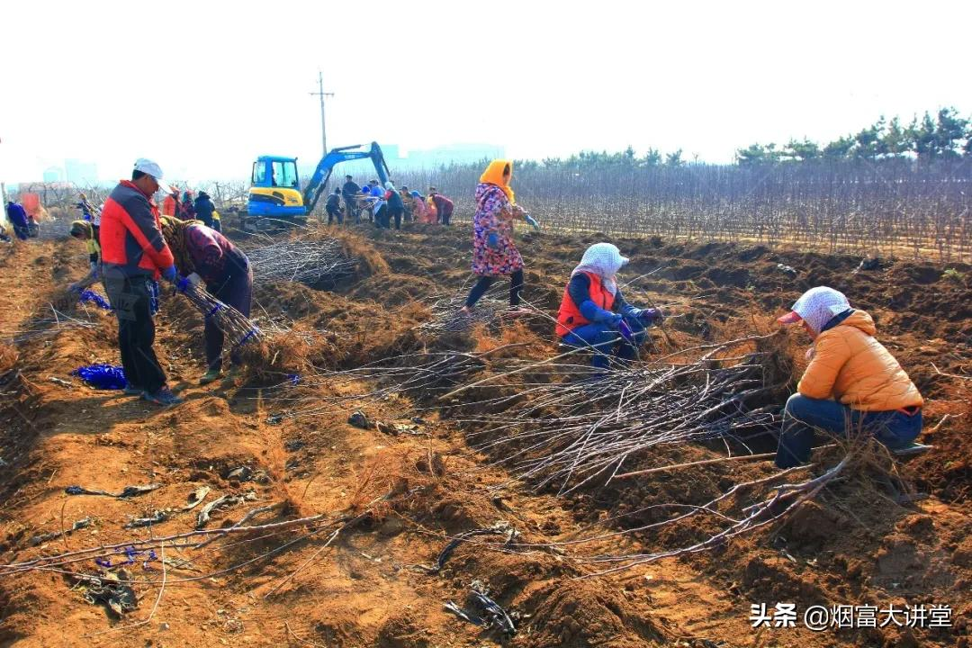 加快果树品种更新换代,入冬前需要做好这几项工作