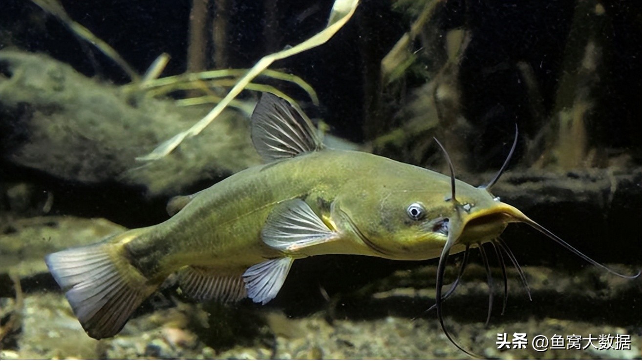 广东钓鱼人钓起1米多长的"黄颡鱼王",它还真不是黄颡鱼