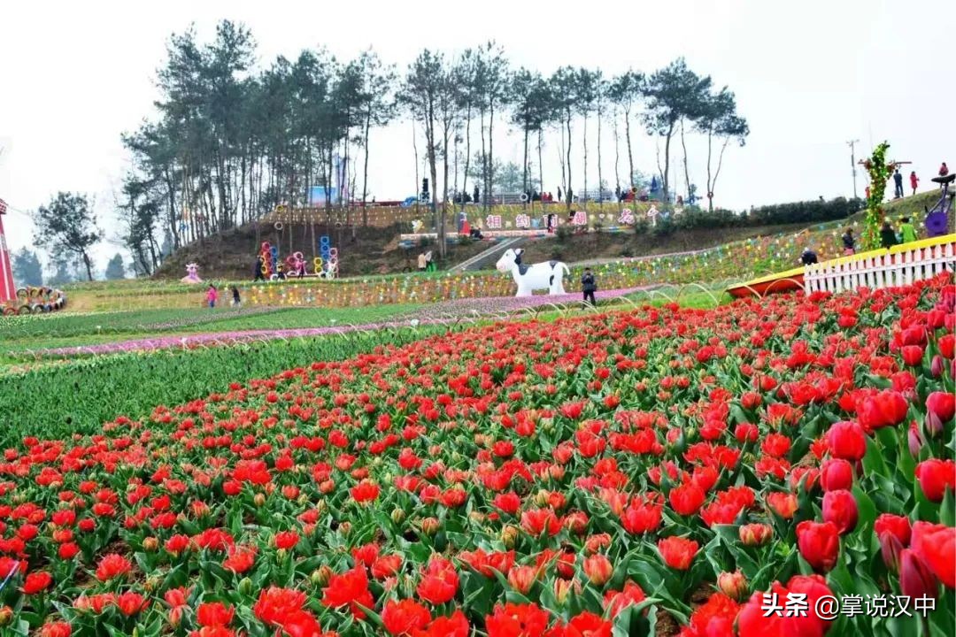 汉中南湖景区郁金香花开正艳 花海+汉服 4月2日一场视觉盛宴来袭