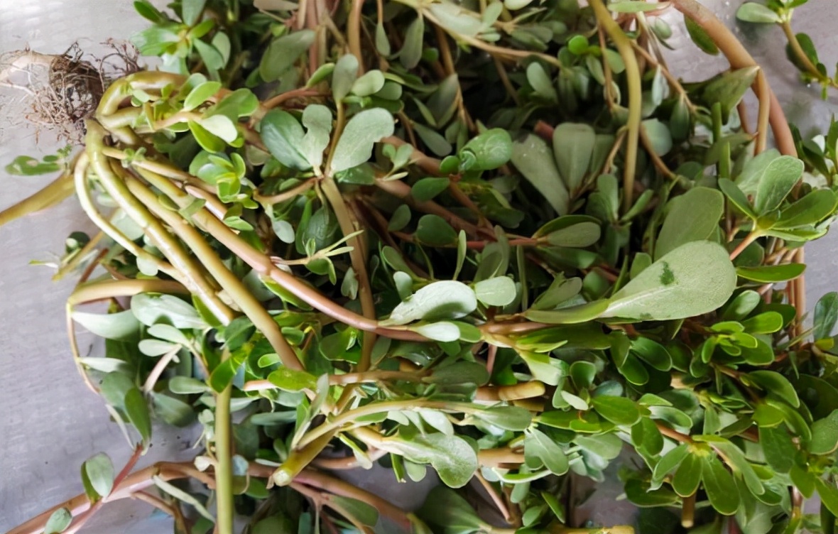 10种路边就能见到的野菜,长得不起眼却比青菜好吃,认识下不吃亏